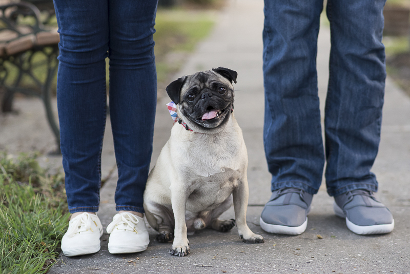Rescued Pug and his humans. ©Corner House Photography | Central Florida dog friendly engagement session