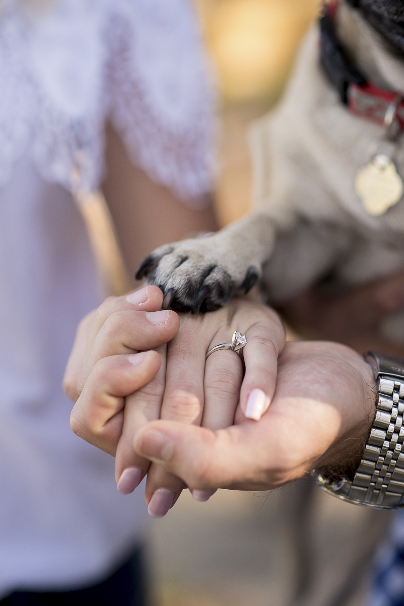 Pug paw, hands, engagement ring, ©Corner House Photography | Central Florida dog friendly engagement session