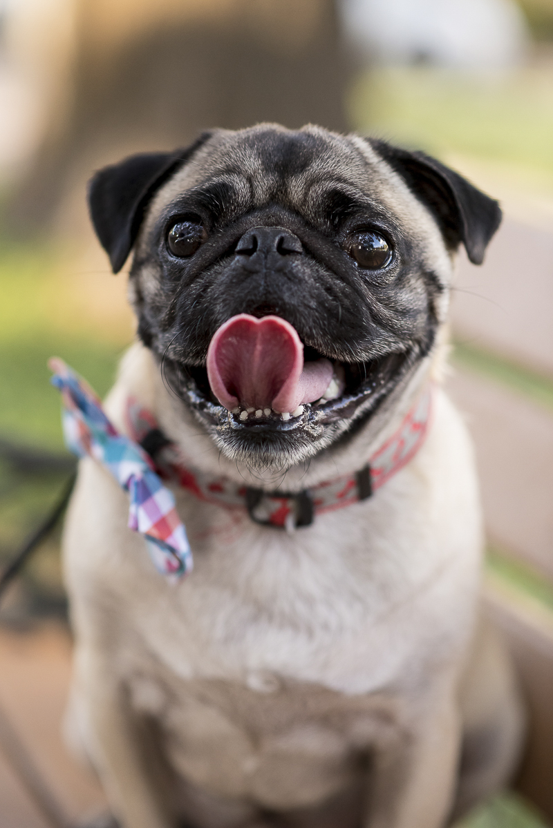 pug with tongue out, ©Corner House Photography | Central Florida dog friendly engagement session