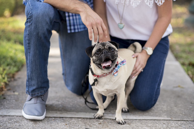happy Pug, ©Corner House Photography | engagement pictures with a Pug