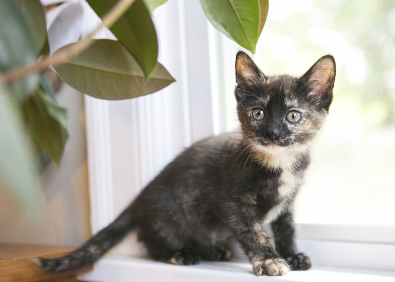 How to foster kittens | ©Mandy Whitley Photography | Nashville lifestyle cat photographer