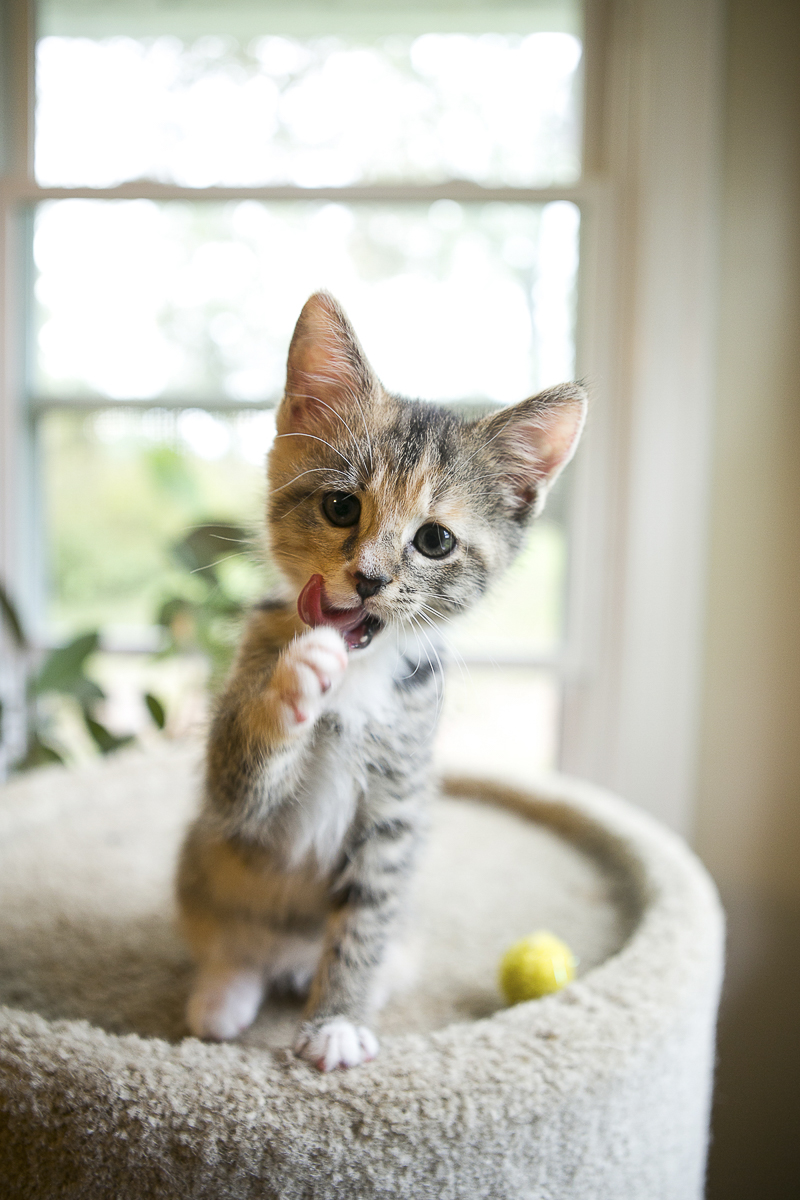 fostering kittens | ©Mandy Whitley Photography | Nashville lifestyle pet photographer