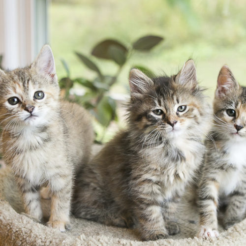 Caturday:  Fostering Kittens