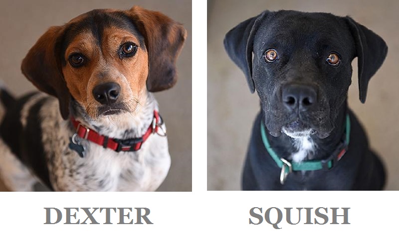 adoptable dogs | Best Friends Animal Sanctuary