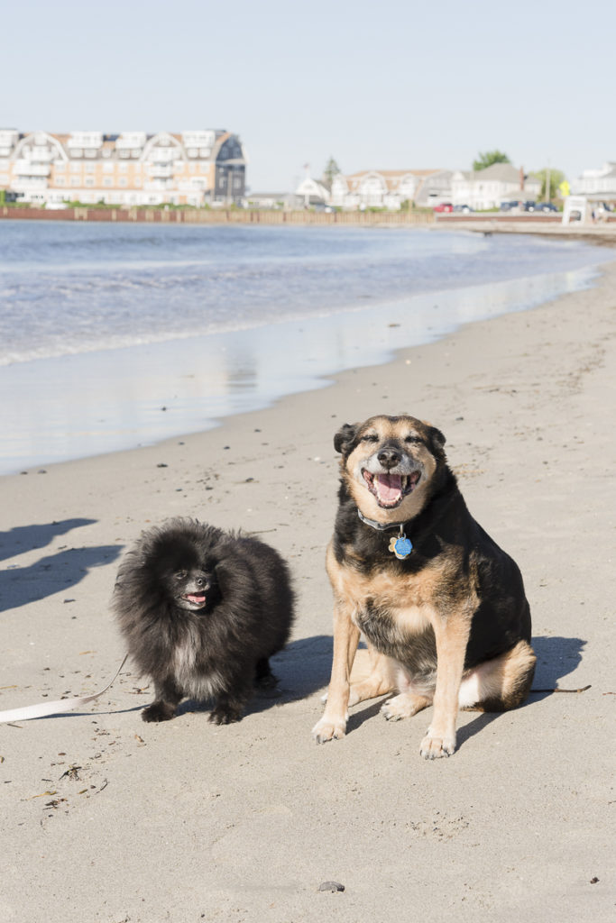 Dog Friendly Kennebunk, Maine Daily Dog Tag