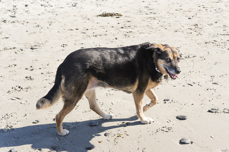 happy mixed breed walking on sand, dog friendly beach, Maine, ©Alice G Patterson Photography | Kennebunkport, Maine, lifestyle dog photographer