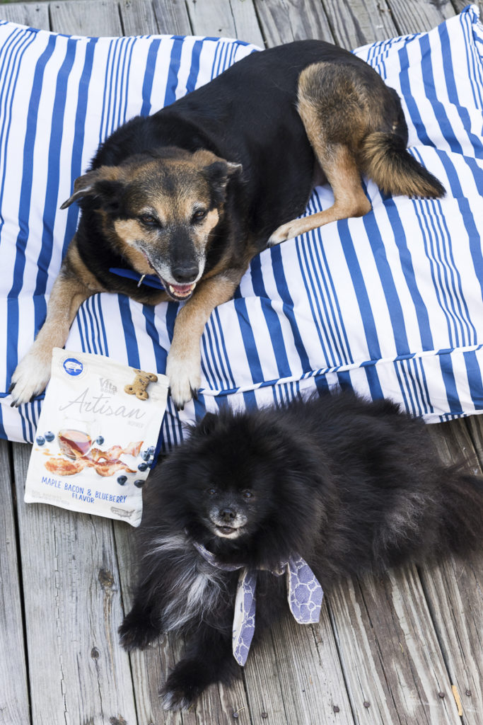 Dog Friendly Kennebunk, Maine Daily Dog Tag