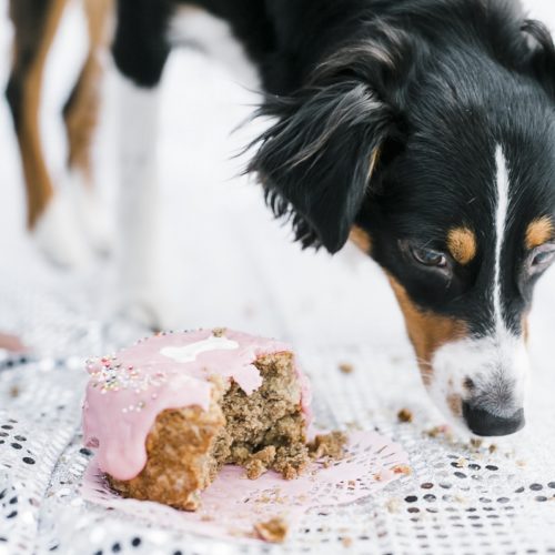 Focus:  Charlotte the Mini Aussie’s First Birthday