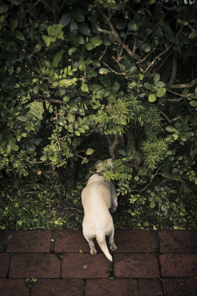 senior Chi sniffing bush in Oahu, Hawaii ©Amanda Emmes Photography | environmental dog portraits