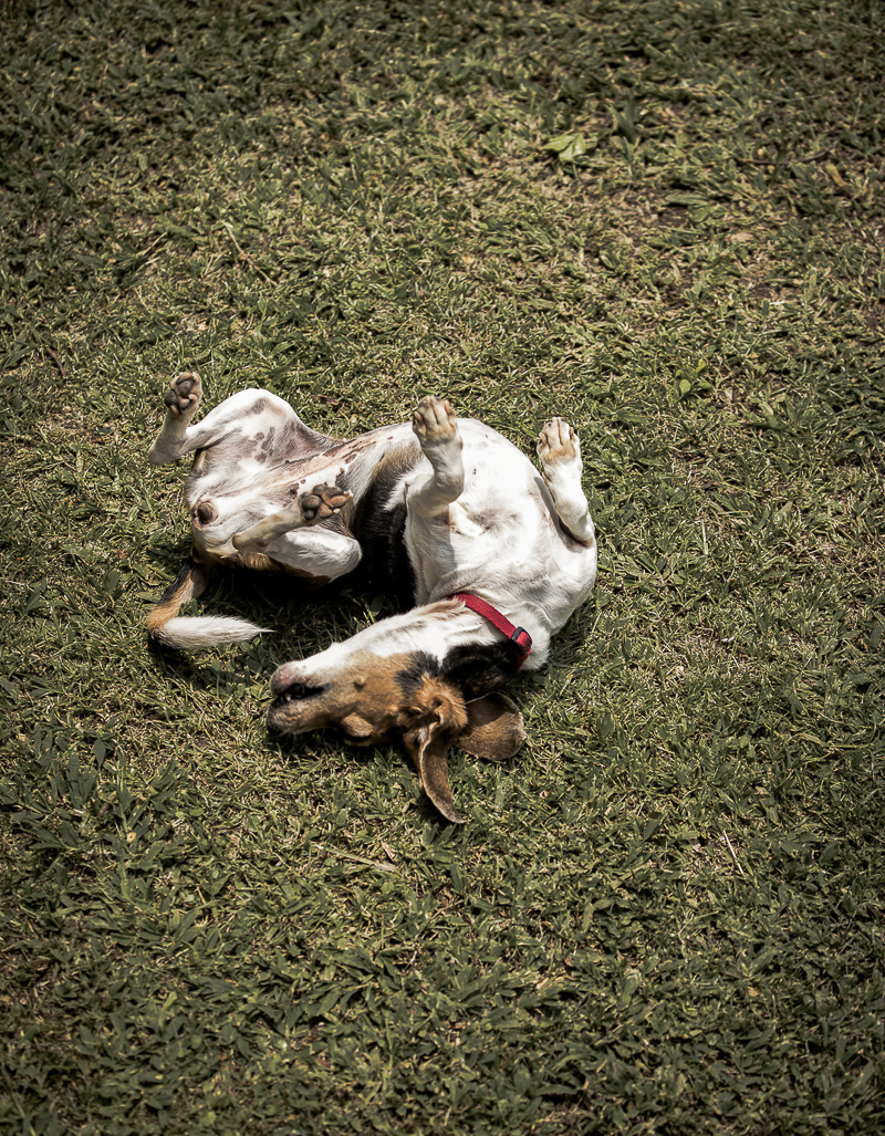 Beagle rolling on grass | ©Amanda Emmes Photography | lifestyle dog photographer
