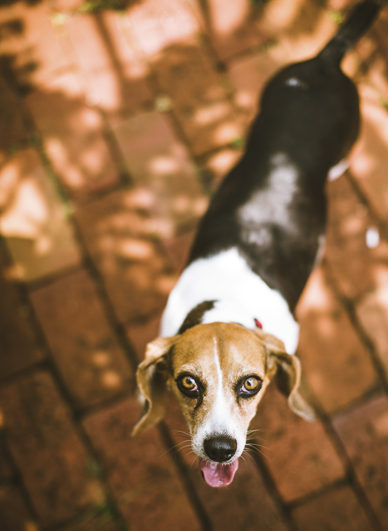 Beagle standing on brick patio, looking up at photographer ©Amanda Emmes Photography