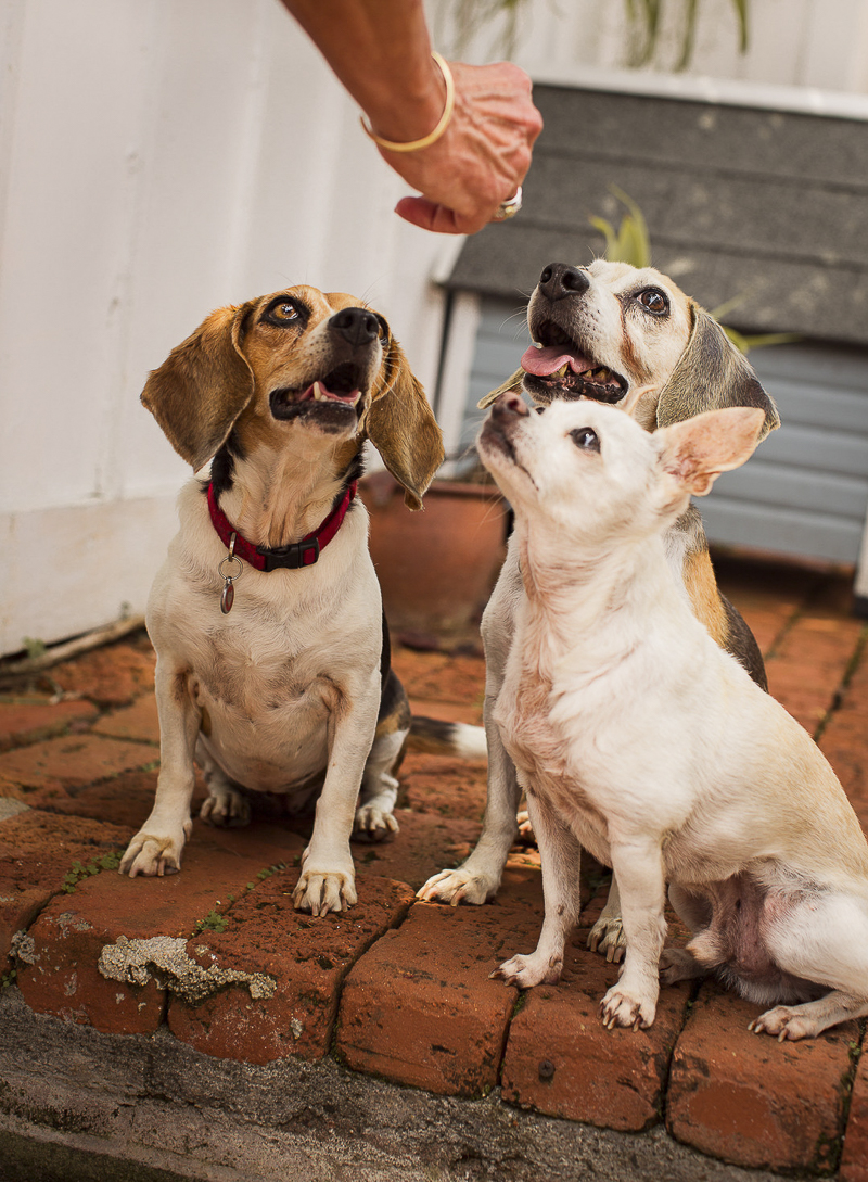 two beagles and white Chihuahua sitting on brick path waiting for treat ©Amanda Emmes Photography | Oahu, Hawaii dog portraits