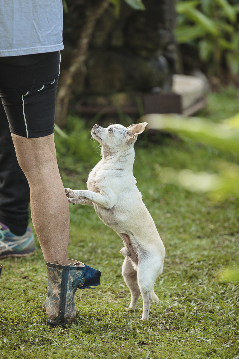Chihuahua standing on hind legs resting front paw's on human's leg ©Amanda Emmes Photography