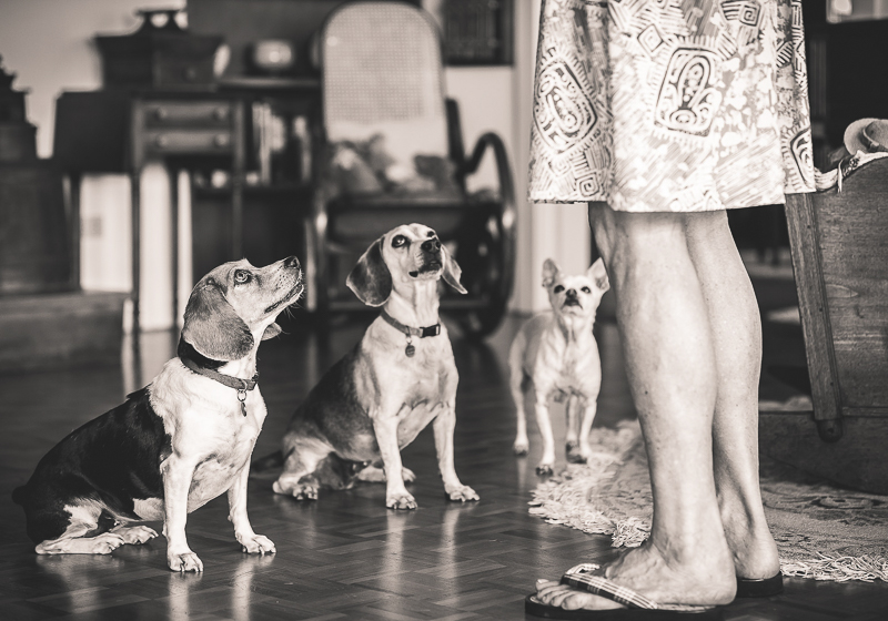 3 dogs waiting for a treat in their home, ©Amanda Emmes Photography | Maui based environmental photographer