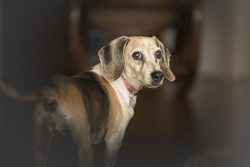 senior beagle, on location dog photographer | Oahu, Hawaii, ©Amanda Emmes Photography