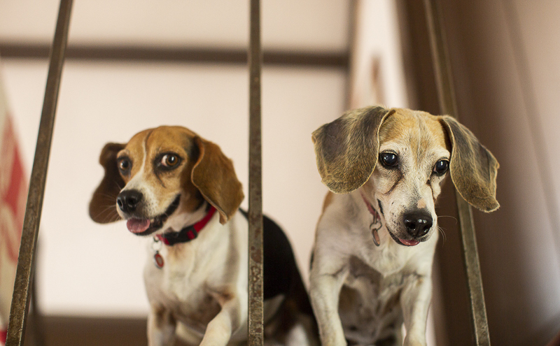 Beagles looking through railing | in home dog photography, ©Amanda Emmes Photography