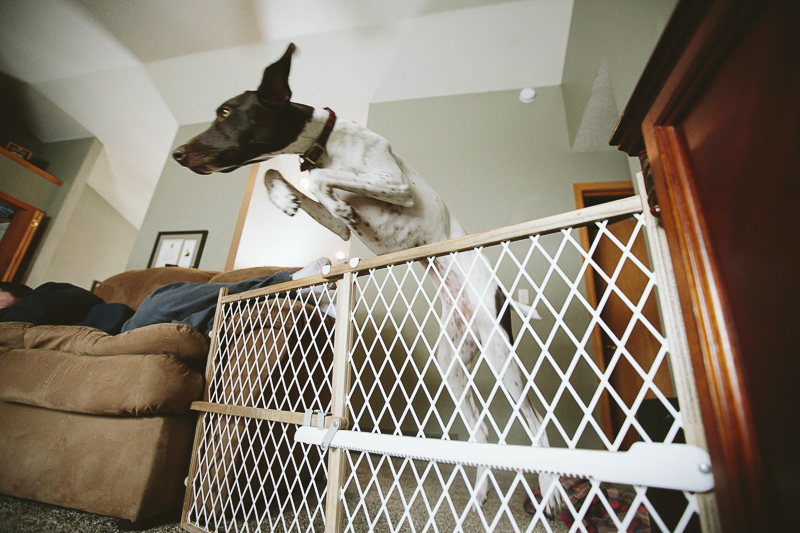 German Shorthaired Pointer jumping over baby gate, ©Art By Carly 