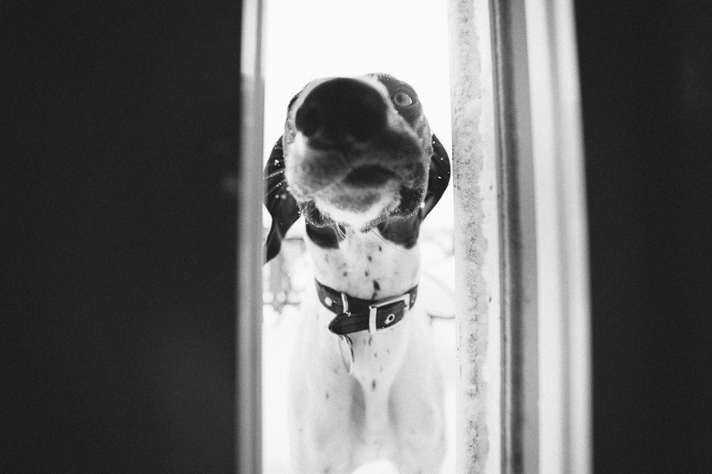 hilarious photos of German Shorthaired Pointer | ©Art By Carly | Sioux Falls dog photography