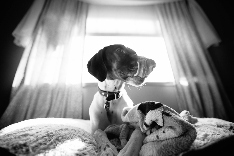 dog lying on bed, lifestyle dog photography, ©Art By Carly 