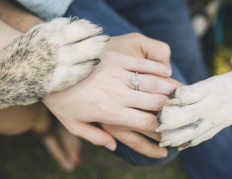 two dogs, paws and hands engagement photos