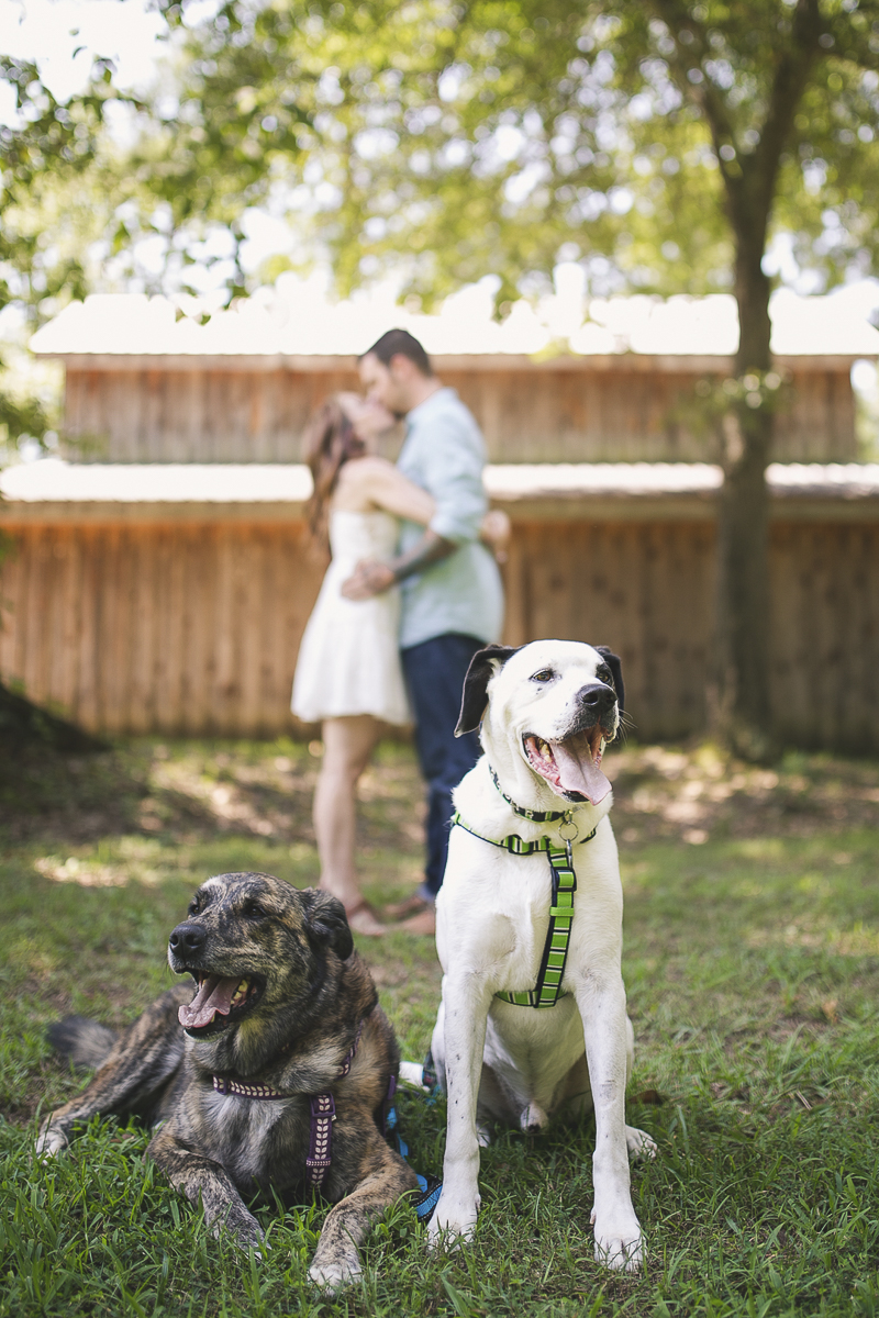 mixed breed dogs on grass with engaged couple in background | ©Brandy Angel Photography | engagement pictures with dogs
