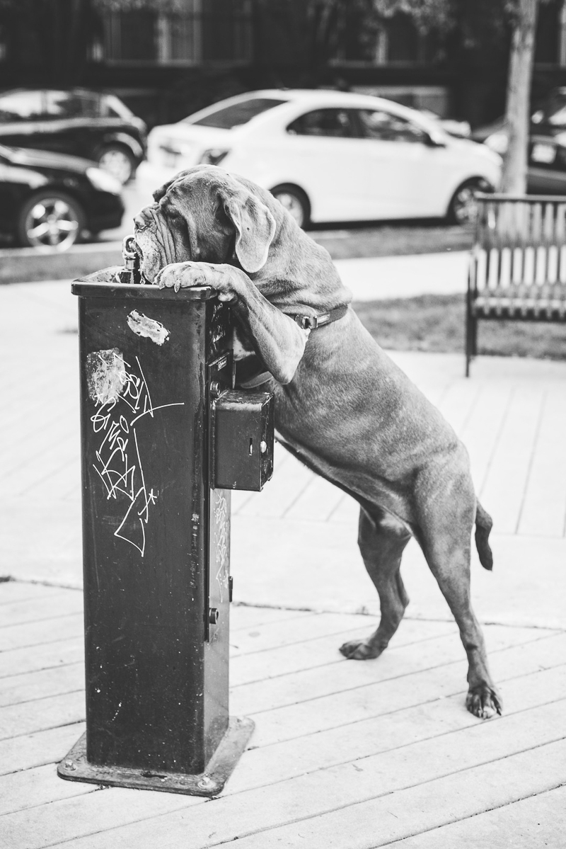 Neapolitan Mastiff drinking out of water fountain, ©Cattura Weddings | dog portraits