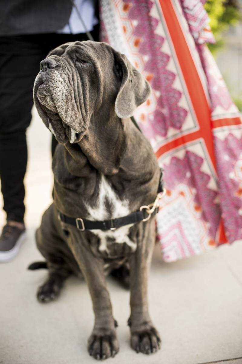 regal dog | ©Cattura Weddings | engagement photos with a Neapolitan Mastiff