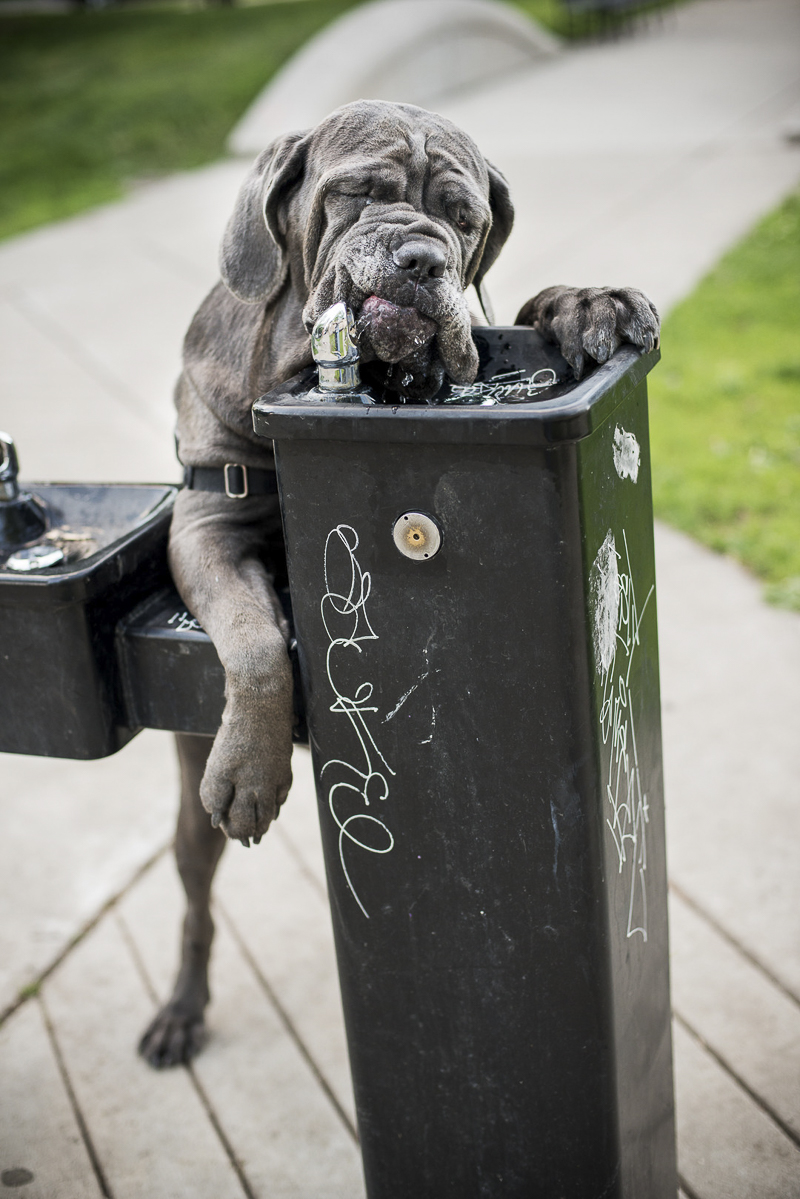 Neapolitan Mastiff drinking from water fountain ©Cattura Weddings | dog portraits