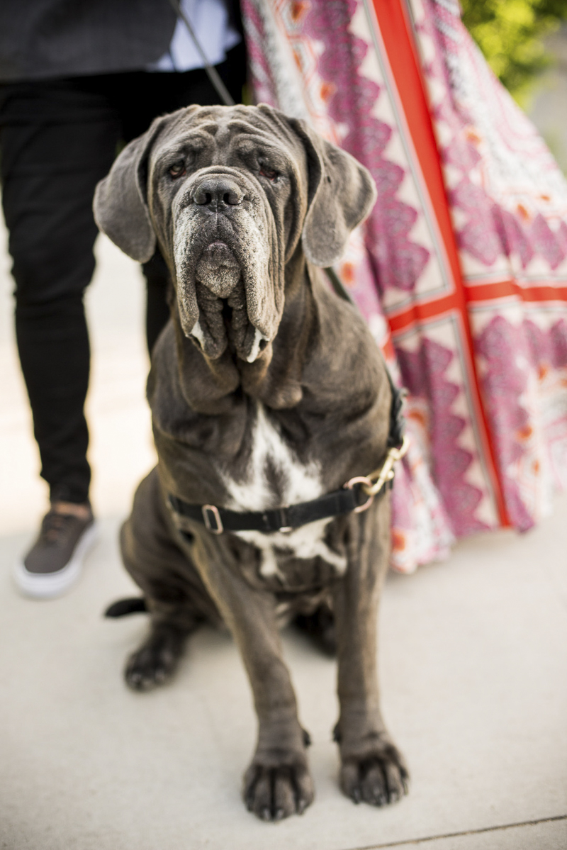 Neapolitan Mastiff | ©Cattura Weddings | including your dog in engagement photos