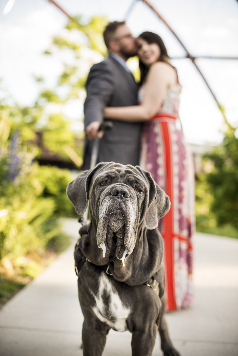 engagement photos with a dog, Neapolitan Mastiff, ©Cattura Weddings | engagement portraits with a dog