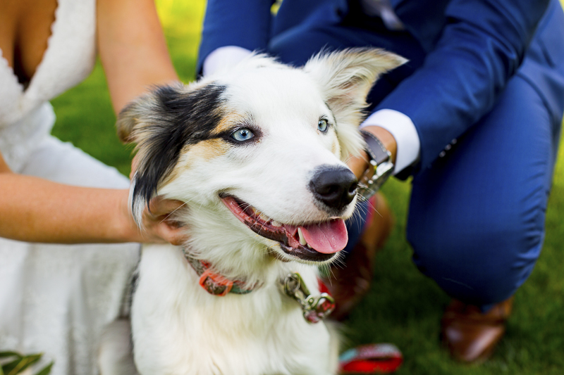 wedding dog, Border Collie-Australian Shepherd Mix