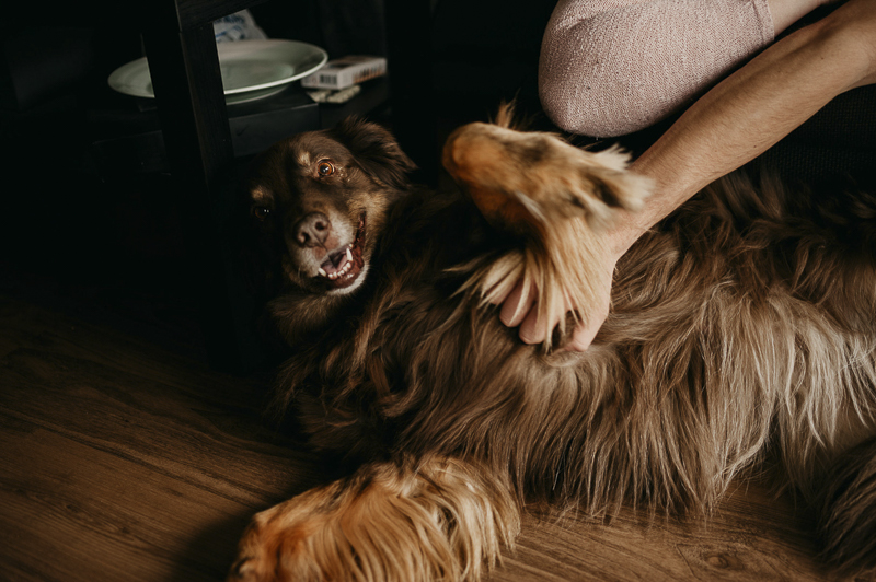 happy dog, Aussie mix enjoying belly rub | ©Empiria Studios | lifestyle dog photography