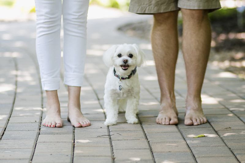 Maltese standing between couple, anniversary photos with a dog, ©Images by Amber Robinson. Raleigh, NC