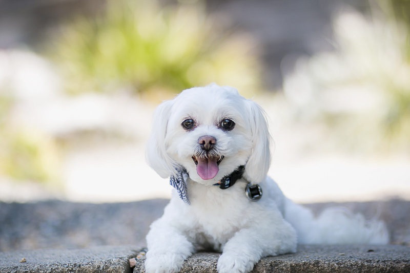 adorable Maltese lying in shade, Lifestyle dog photography, ©Images by Amber Robinson- Raleigh anniversary photos with dog