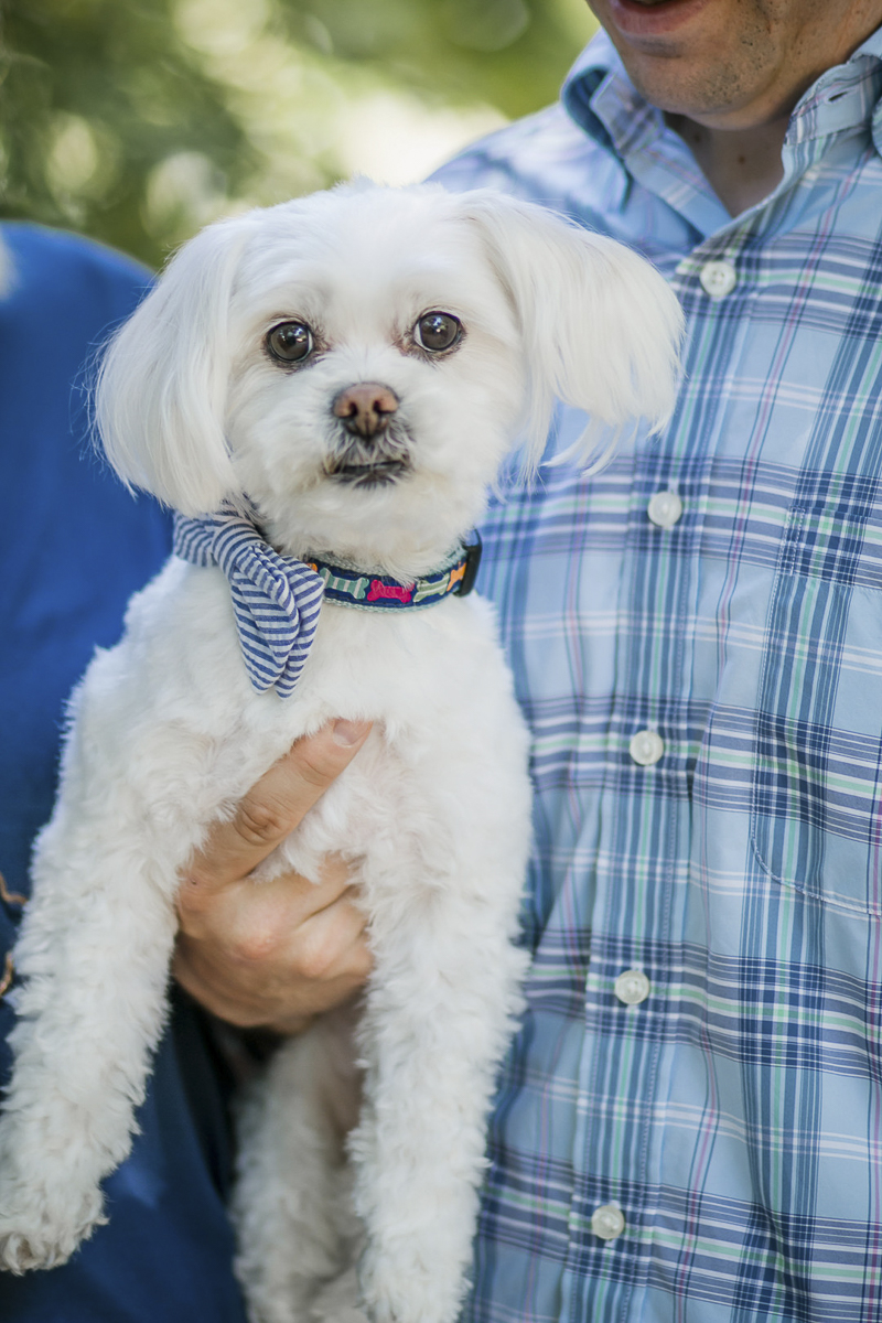 Maltese wearing seersucker bow tie, ©Images by Amber Robinson- Raleigh anniversary photos with little dog