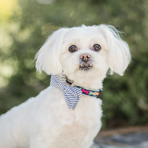 Happy Tails:  Marlee the Maltese