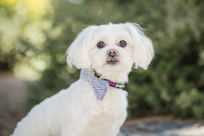 Handsome Maltese wearing bow tie, ©Images by Amber Robinson- Raleigh anniversary photos with dog