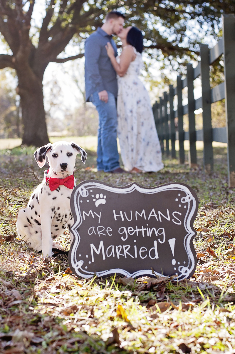 Dalmatian puppy and Save the Date Sign, Houston Texas engagement photos | ©Kelly Urban Photography