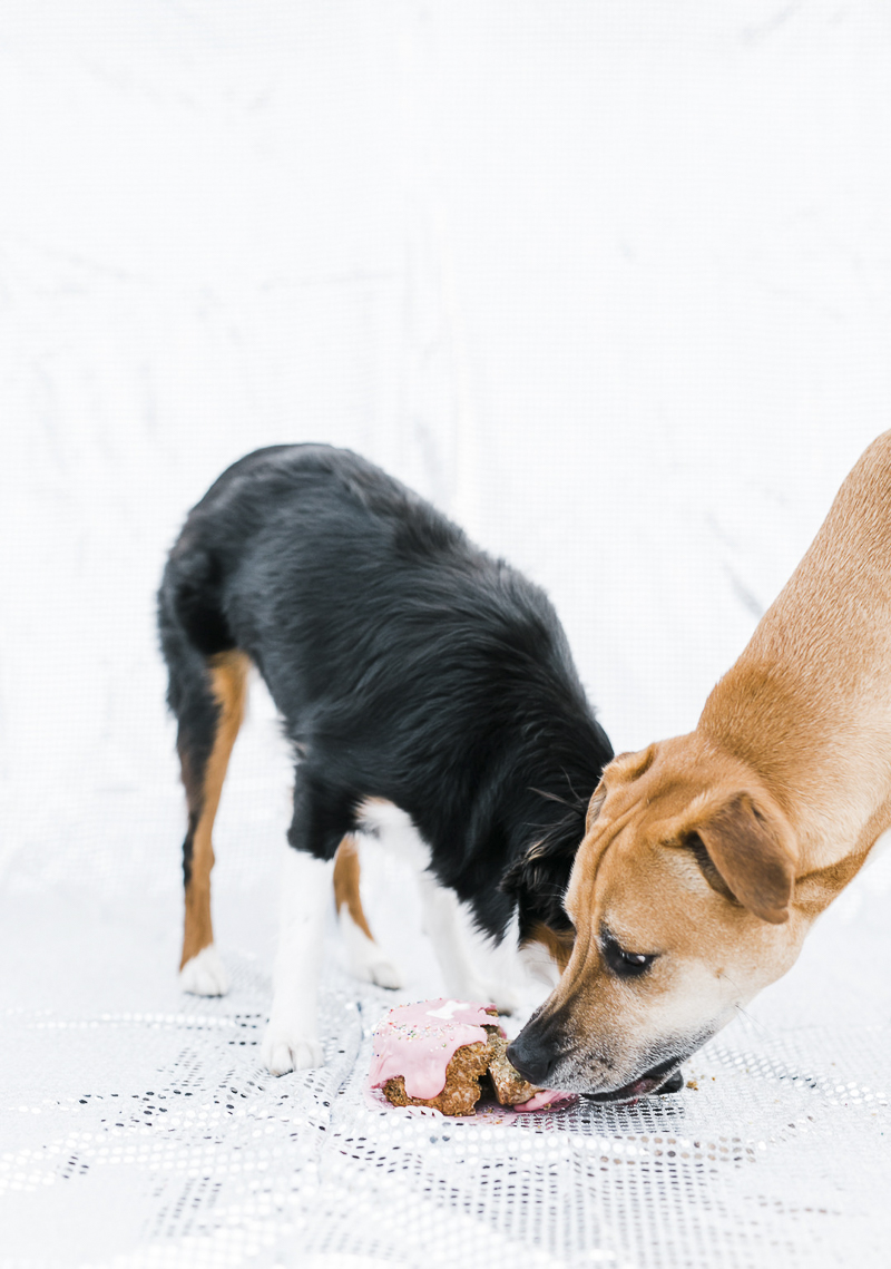 two dogs enjoying a birthday cake, ©Ryan Greenleaf Photography, lifestyle dog photographer