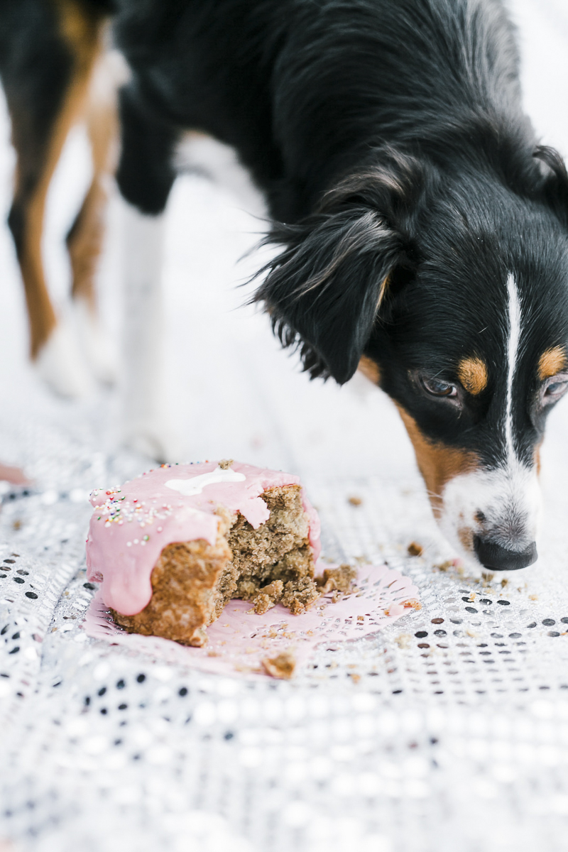 Mini Aussie eating birthday cake, dog pawty | ©Ryan Greenleaf Photography, lifestyle dog photographer