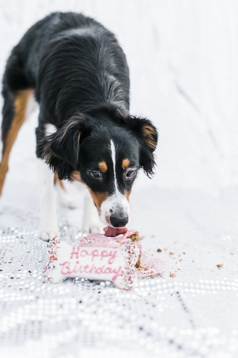 bone shaped cake for dog, Mini Aussie eating cake | ©Ryan Greenleaf Photography, lifestyle dog photographer
