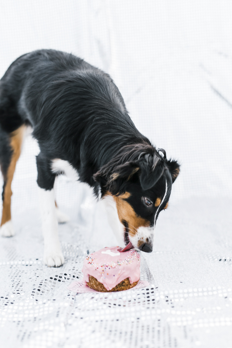 Dog enjoying first birthday cake, ©Ryan Greenleaf Photography - dog's first birthday cake