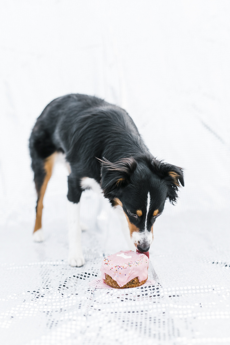 Beautiful mini Aussie licking pink birthday cake | ©Ryan Greenleaf Photography, lifestyle dog photography