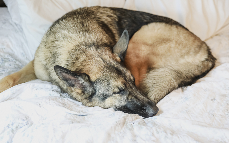German Shepherd sleeping on bed | ©Shelby Chante' Photography