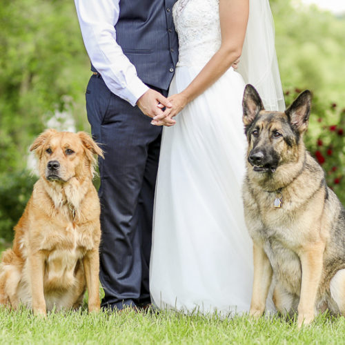 Best (Wedding) Dogs:  Roman and Ryah