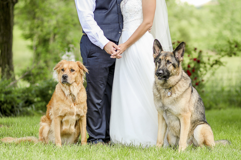 Pet friendly wedding | dogs and bride and groom, ©Shelby Chante' Photography
