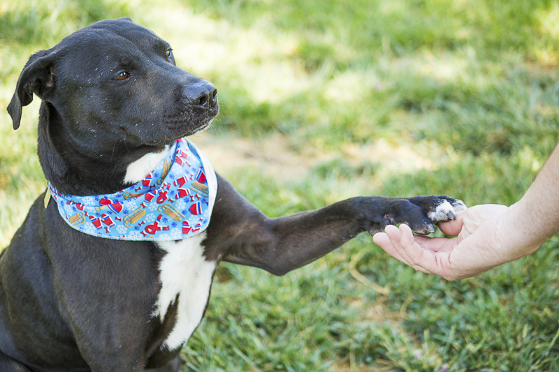 Lab mix "shake" | Adoptable dogs from C.A.R.L. ©Kiernan Michelle Photography 