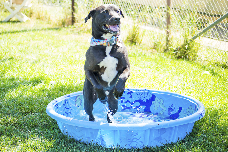 Lab mix jumping out of kiddie pool | Adoptable dogs from C.A.R.L. ©Kiernan Michelle Photography 