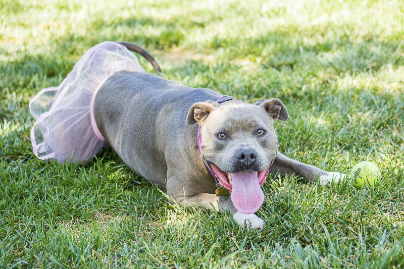 cute Staffy mix | | Adoptable dogs from C.A.R.L. ©Kiernan Michelle Photography 