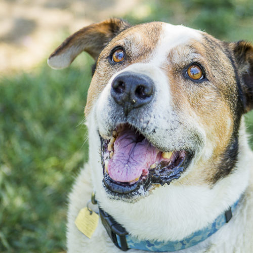 Adopt Me:  Canine Adoption Rescue League (C.A.R.L.) Dogs